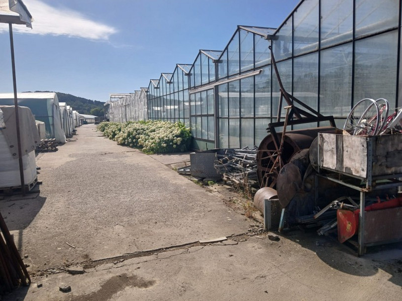Reihe von Gewächshäusern eines Gartenbaubetriebs an einem sonnigen Tag; entlang des Wegs blühen weiße Hortensien, rechts liegen alte Maschinen und Metallteile.